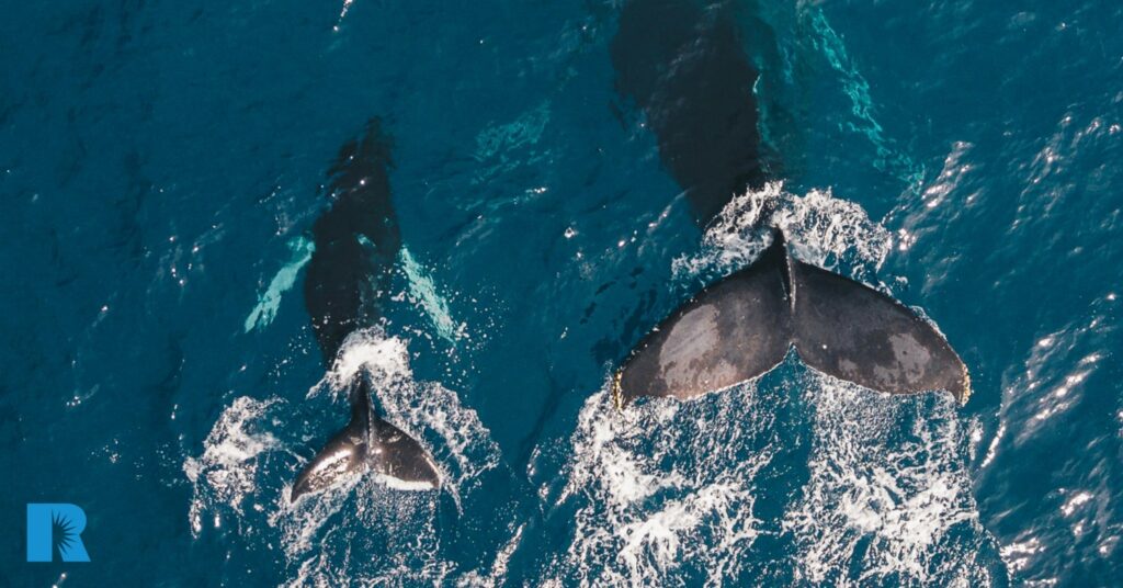 Photo of a whale swimming with her calf.