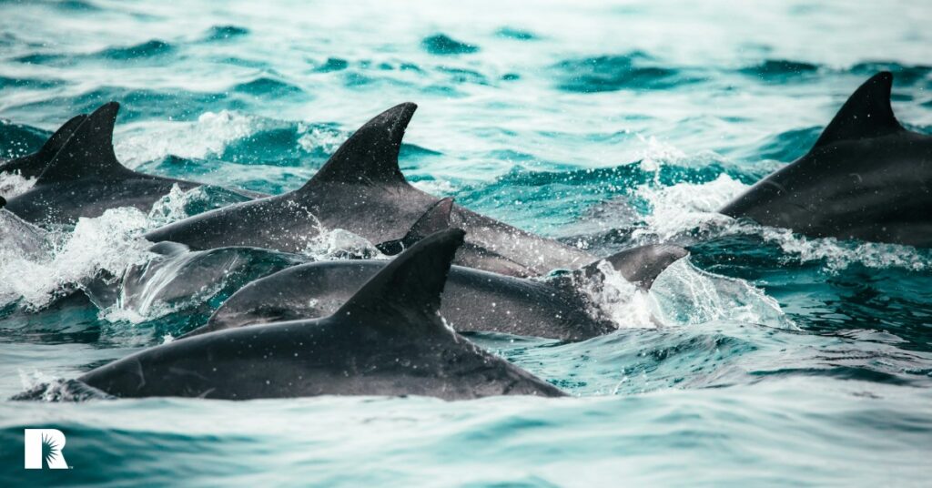 Photo of a pod of dolphins swimming in a uniform direction.