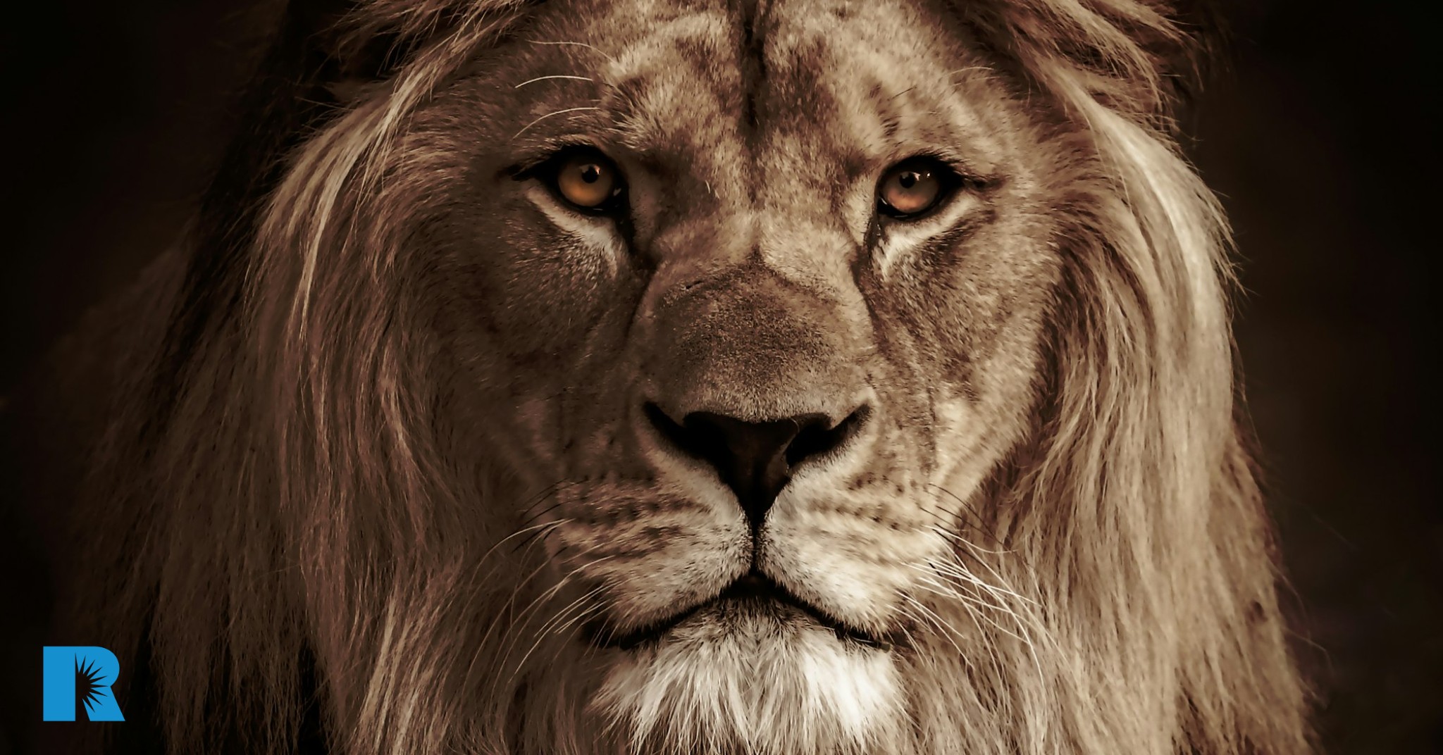 A close-up photo of a lion's face.