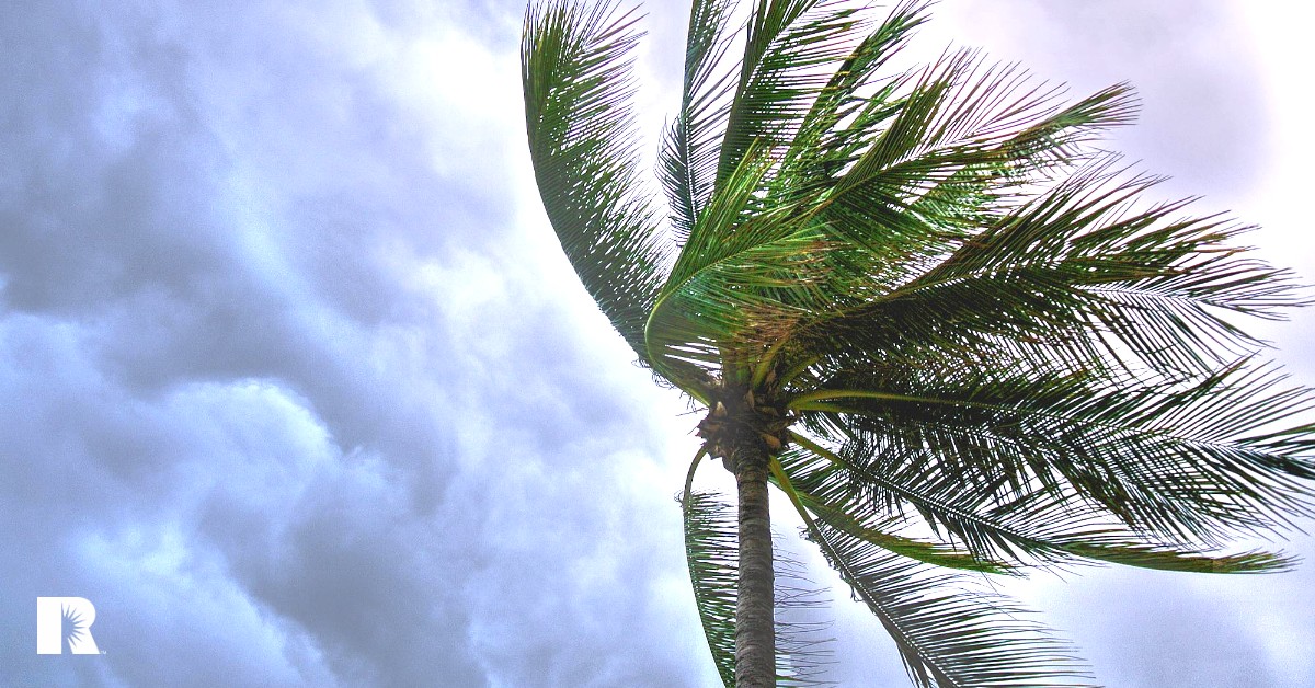 A palm tree twists in the wind as a storm rolls in.