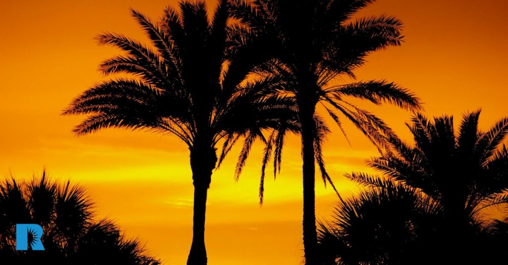 Photo of several palm trees against a Florida sunset.